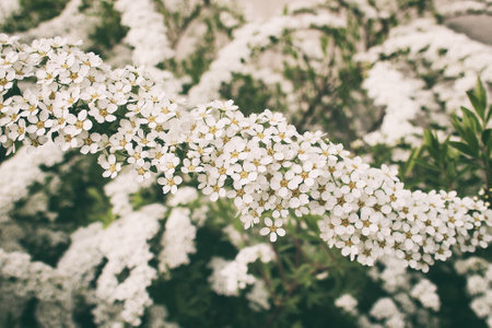a beautiful spring shrub with small delicate delicate white flowersの写真素材