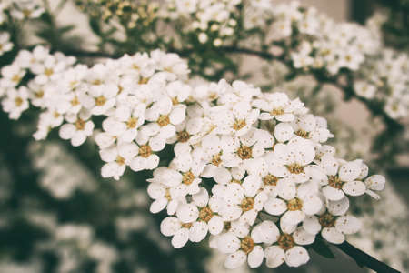 a beautiful spring shrub with small delicate delicate white flowersの写真素材