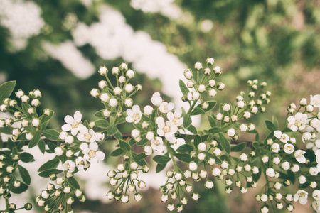 a beautiful spring shrub with small delicate delicate white flowersの写真素材