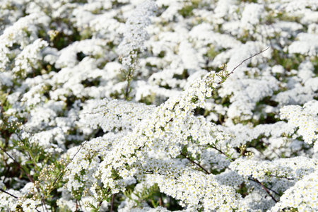 a beautiful spring shrub with small delicate delicate white flowers