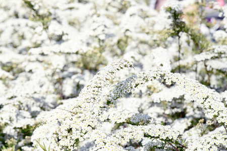 a beautiful spring shrub with small delicate delicate white flowersの写真素材