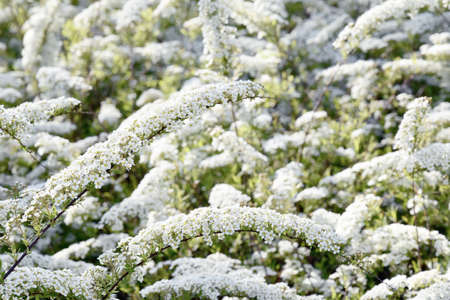 a beautiful spring shrub with small delicate delicate white flowers