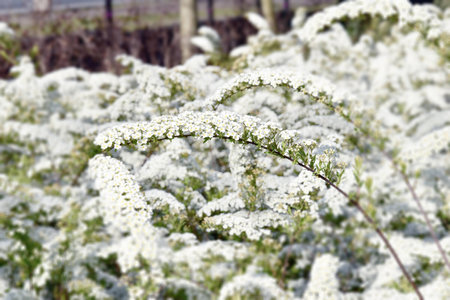 a beautiful spring shrub with small delicate delicate white flowers