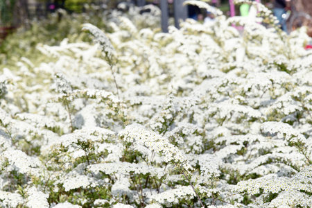 a beautiful spring shrub with small delicate delicate white flowers