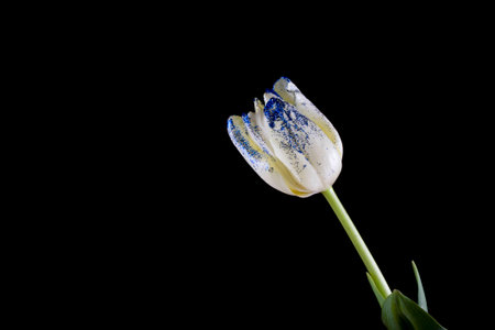 beautiful white spring tulip with blue brocade on black isolated backgroundの写真素材
