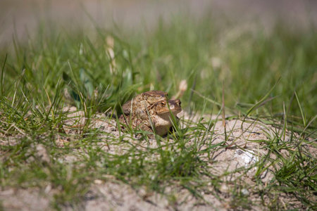 two frogs during the spring festivities among the young green grassの写真素材