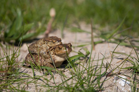two frogs during the spring festivities among the young green grassの写真素材