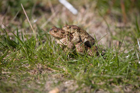 two frogs during the spring festivities among the young green grass