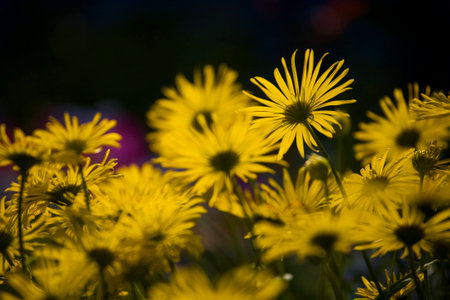 beautiful spring blooming yellow flowers in the garden in the rays of the evening warm sun,の写真素材