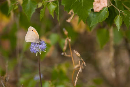 beautiful little brown butterfly sitting on a summer blue flower in a meadow