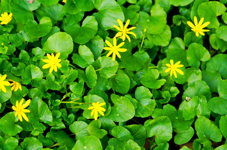 beautiful spring background with small yellow flowers growing among green leavesの写真素材