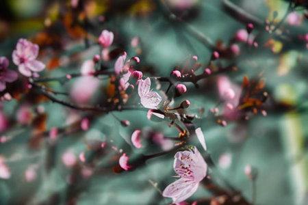 spring twig blossoming fruit tree with beautiful small pink flowers