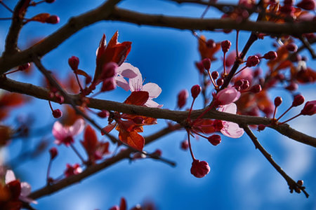 spring twig blossoming fruit tree with beautiful small pink flowers
