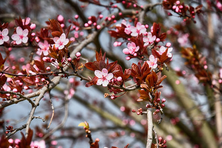 spring twig blossoming fruit tree with beautiful small pink flowersの写真素材