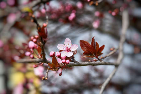 spring twig blossoming fruit tree with beautiful small pink flowers