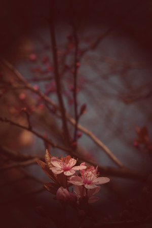 spring twig blossoming fruit tree with beautiful small pink flowersの写真素材