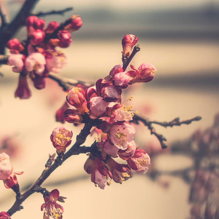 spring twig blossoming fruit tree with beautiful small pink flowersの写真素材
