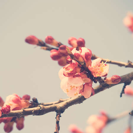 spring twig blossoming fruit tree with beautiful small pink flowersの写真素材