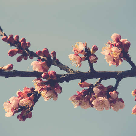 spring twig blossoming fruit tree with beautiful small pink flowersの写真素材