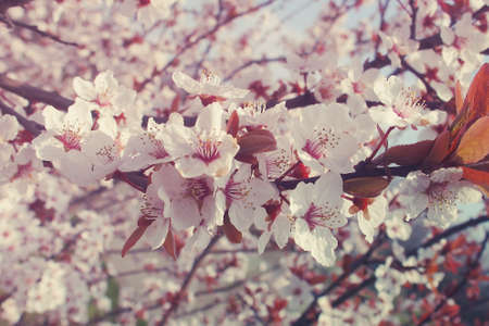 spring twig blossoming fruit tree with beautiful small pink flowersの写真素材