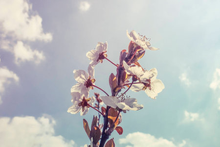 spring twig blossoming fruit tree with beautiful small pink flowersの写真素材