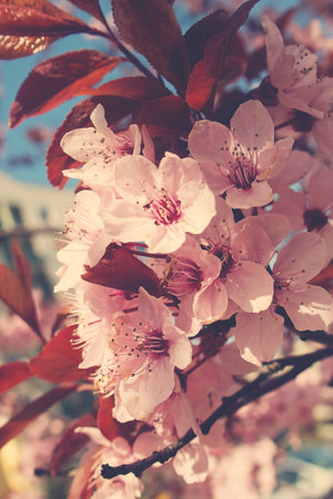 spring twig blossoming fruit tree with beautiful small pink flowers