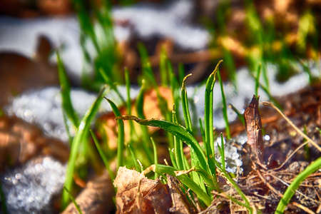 beautiful first spring green grass growing in the snow and cold rays of the sunの写真素材