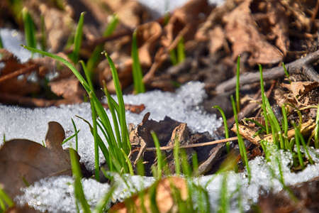 beautiful first spring green grass growing in the snow and cold rays of the sunの写真素材