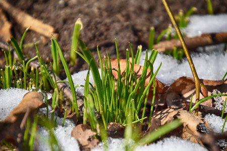 beautiful first spring green grass growing in the snow and cold rays of the sun