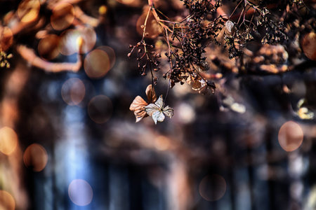 beautiful small delicate brown dry autumn flower in the rays of cold sun