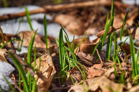 beautiful first spring green grass growing in the snow and cold rays of the sunの写真素材