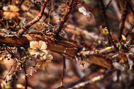 beautiful small delicate brown dry autumn flower in the rays of cold sunの写真素材