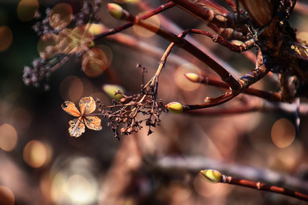 beautiful small delicate brown dry autumn flower in the rays of cold sun
