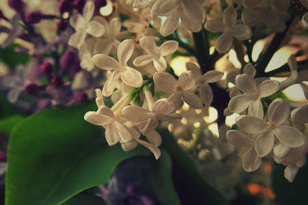 beautiful colored blooming lilac branch among green leaves in Mayの写真素材