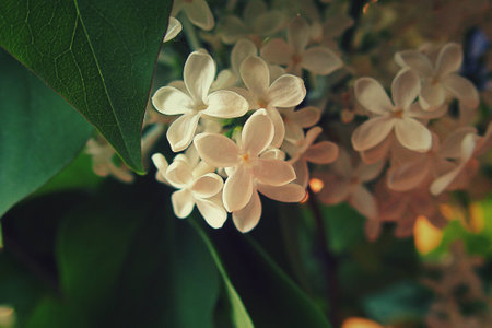 beautiful colored blooming lilac branch among green leaves in May