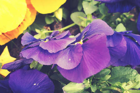 beautiful spring background with a beautiful pansy in the warm sunの写真素材