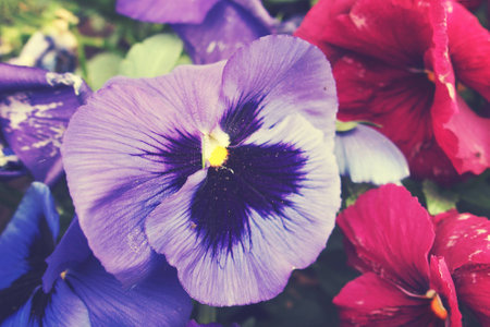 beautiful spring background with a beautiful pansy in the warm sun