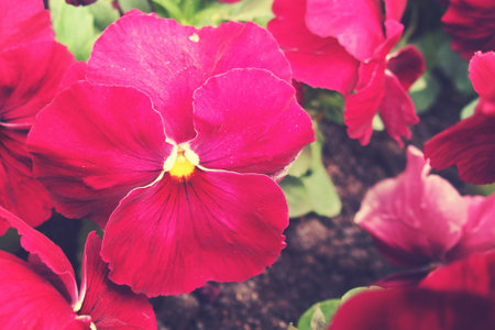 beautiful spring background with a beautiful pansy in the warm sun