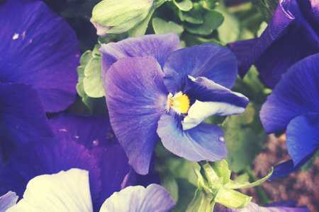 beautiful spring background with a beautiful pansy in the warm sunの写真素材