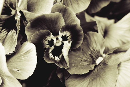 beautiful spring background with a beautiful pansy in the warm sunの写真素材