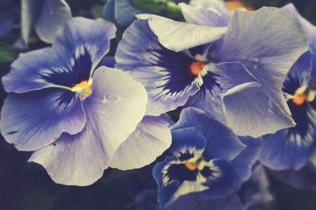 beautiful spring background with a beautiful pansy in the warm sunの写真素材