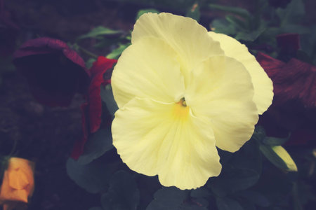 beautiful spring background with a beautiful pansy in the warm sunの写真素材