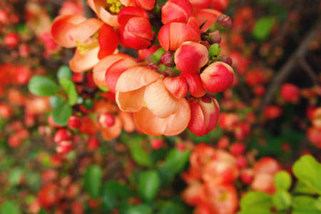 beautiful spring twig of a quince bush showered with orange flowersの写真素材