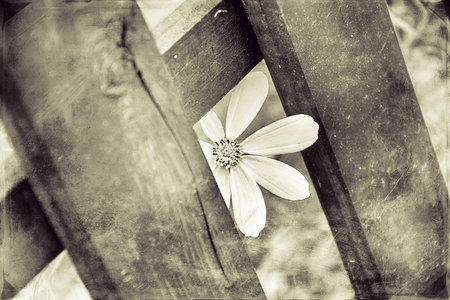 beautiful white, interesting flower smoothing through a brown fence on the wide worldの写真素材
