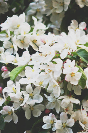beautiful delicate spring twig of a fruit tree showered with small, tiny white flowers
