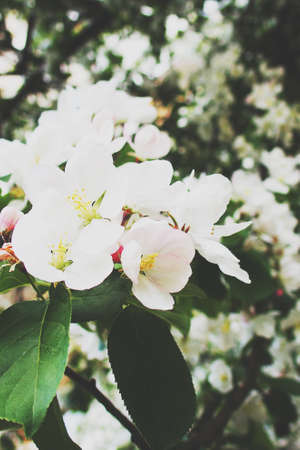 beautiful delicate spring twig of a fruit tree showered with small, tiny white flowersの写真素材