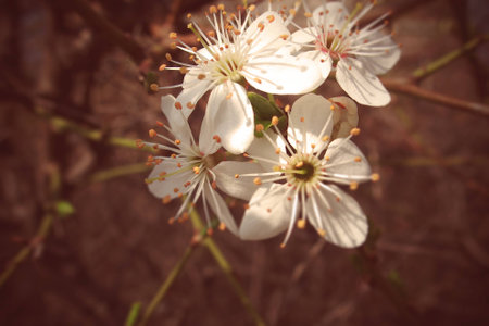 beautiful delicate spring twig of a fruit tree showered with small, tiny white flowers