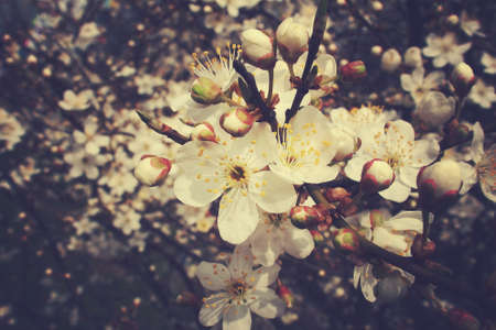 beautiful delicate spring twig of a fruit tree showered with small, tiny white flowers