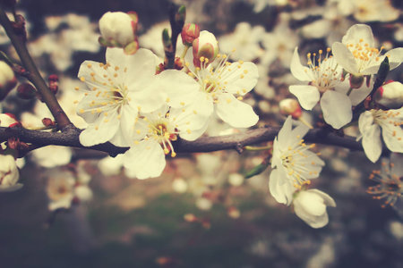 beautiful delicate spring twig of a fruit tree showered with small, tiny white flowersの写真素材