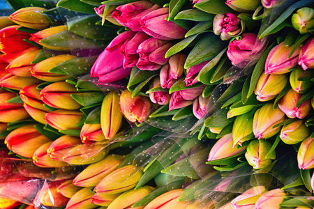 colorful beautiful spring large bunches of tulips lying on a market stallの写真素材